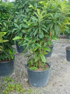 Japanse Mispel (Eriobotrya Japonica) 8 Japanse Mispel (Eriobotrya Japonica) -OL Planten Winkel 20101213154503 7