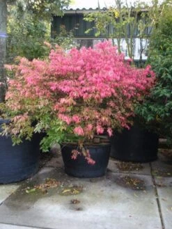 Kardinaalshoed (Euonymus Alatus) 18 Kardinaalshoed (Euonymus Alatus) -OL Planten Winkel 20101213160900 55 11