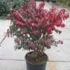 Kardinaalshoed (Euonymus Alatus 'Compactus') -OL Planten Winkel 20101213161358 12 1