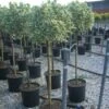 Kardinaalshoed Op Stam (Euonymus Japonicus 'Bravo') -OL Planten Winkel 20101213164404 1 1