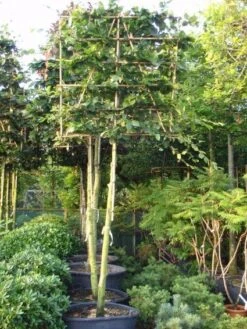 Groene Beuk Als Leiboom (Fagus Sylvatica) -OL Planten Winkel 20101213170057 7