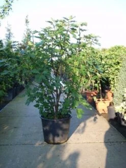 Vijg (Ficus Carica) -OL Planten Winkel 20101215105457 10 1