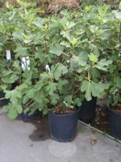 Vijg (Ficus Carica) -OL Planten Winkel 20101215105937 10 1