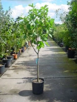 Vijg Op Stam (Ficus Carica) -OL Planten Winkel 20101215110043 8