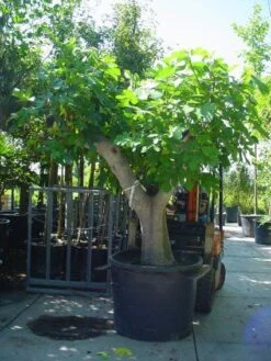 Vijg Als Solitair (Ficus Carica) -OL Planten Winkel 20101215111635 7 1