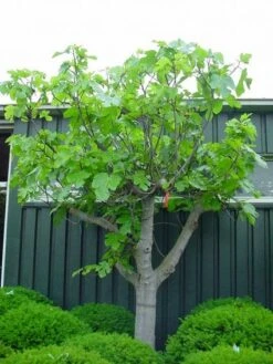 Vijg Als Solitair (Ficus Carica) -OL Planten Winkel 20101215111658 7 1