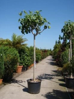 Vijgenboom (Ficus Carica) -OL Planten Winkel 20101215112153 7 1
