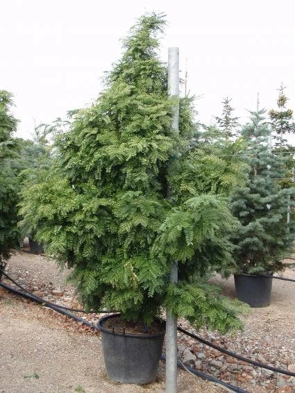 Valse Christusboom (Gleditsia Triacanthos 'Elegantissima') 3 Valse Christusboom (Gleditsia Triacanthos 'Elegantissima')