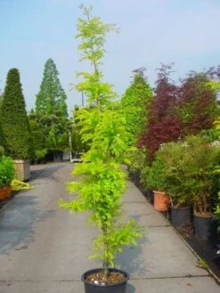 Geelbladige Christusdoorn Als Struik (Gleditsia Triacanthos 'Sunburst') 6 Geelbladige Christusdoorn Als Struik (Gleditsia Triacanthos 'Sunburst') -OL Planten Winkel 20101215120733 35 7