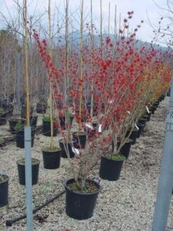 Toverhazelaar (Hamamelis Intermedia 'Diane') -OL Planten Winkel 20101215122825 45 9