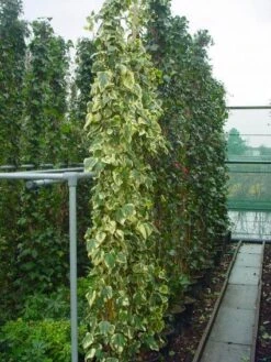 Kaukasische Klimop (Hedera Colchica 'Dentata Variegata') -OL Planten Winkel 20101215123326 6
