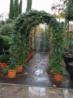 Klimop In Boogvorm (Hedera Hibernica) -OL Planten Winkel 20101215125056 1