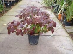 Eikenbladhortensia (Hydrangea Quercifolia) -OL Planten Winkel 20101215152513 6 1