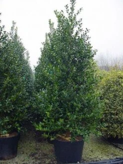 Gewone Hulst (Ilex Aquifolium) 12 Gewone Hulst (Ilex Aquifolium) -OL Planten Winkel 20101215152933 12 2