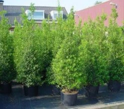 Hulst (Ilex Aquifolium 'Silver Queen') -OL Planten Winkel 20101215153306 11