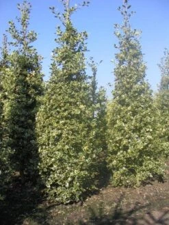 Hulst (Ilex Aquifolium 'Argentea Marginata') -OL Planten Winkel 20101215153638 9 2