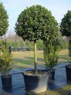 Hulst Op Stam (Ilex Aquifolium) -OL Planten Winkel 20101215154116 2 1