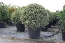 Bonte Hulst In Bolvorm (Ilex Aquifolium 'Argentea Marginata') -OL Planten Winkel 20101215154613 5
