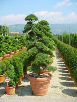 Japanse Hulst Als Bonsai (Ilex Crenata) -OL Planten Winkel 20101215155420 10 3