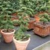 Japanse Hulst Als Bonsai (Ilex Crenata) -OL Planten Winkel 20101215155435 10