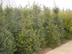 Blauwe Hulst (Ilex Meserveae 'Blue Prince') -OL Planten Winkel 20101215164749 10 2