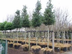 Hulst Als Boom (Ilex 'Nellie R. Stevens') -OL Planten Winkel 20101215170614 8