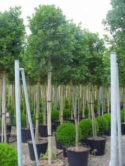 Hulst Als Boom (Ilex 'Nellie R. Stevens') -OL Planten Winkel 20101215170645 8 1