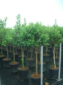 Hulst Op Stam (Ilex 'Nellie R Stevens') -OL Planten Winkel 20101215170902 1 1