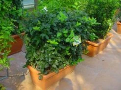 Hulst, Meeneemhaag (Ilex 'Nellie R Stevens') -OL Planten Winkel 20101215171127 1 1