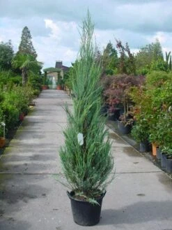 Jeneverbes (Juniperus Scopulorum 'Skyrocket') -OL Planten Winkel 20101216132150 6