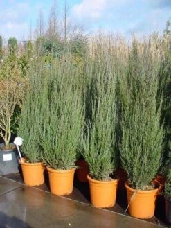 Jeneverbes (Juniperus Scopulorum 'Skyrocket') -OL Planten Winkel 20101216132205 6