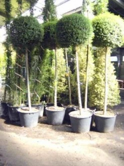 Bolliguster (Ligustrum Delavayanum) -OL Planten Winkel 20101216140224 8