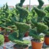 Liguster Als Spiraal (Ligustrum Delavayanum) -OL Planten Winkel 20101216140747 7