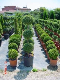 Liguster In Triobol (Ligustrum Delavayanum) -OL Planten Winkel 20101216162156 3