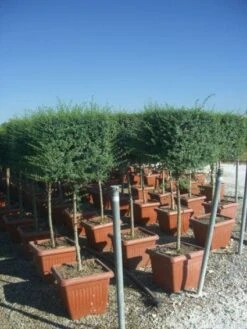 Liguster Op Stam (Ligustrum Delavayanum, Kubus) -OL Planten Winkel 20101216162557 2