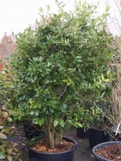 Liguster (Ligustrum Japonicum 'Texanum') -OL Planten Winkel 20101216165524 7 1
