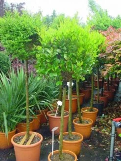 Liguster Op Stam (Ligustrum Japonicum 'Texanum') -OL Planten Winkel 20101216165907 2