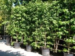 Amberboom Als Leivorm (Liquidambar Styraciflua 'Worplesdon') -OL Planten Winkel 20101217130845 2