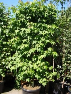 Amberboom Als Leivorm (Liquidambar Styraciflua) -OL Planten Winkel 20101217133819 3