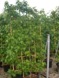 Amberboom Als Leivorm (Liquidambar Styraciflua) -OL Planten Winkel 20101217133829 3