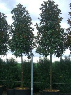 Beverboom (Magnolia Grandiflora 'Gallissoniere') 12 Beverboom (Magnolia Grandiflora 'Gallissoniere') -OL Planten Winkel 20101217144659 9 1