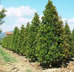 Magnolia (Magnolia Grandiflora 'Gallissoniere') -OL Planten Winkel 20101217150008 85 17 2