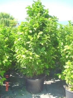 Beverboom (Magnolia Liliiflora 'Nigra') 13 Beverboom (Magnolia Liliiflora 'Nigra') -OL Planten Winkel 20101217150734 13 1