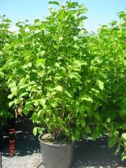 Bestsellers -OL Planten Winkel 20101217150826 9