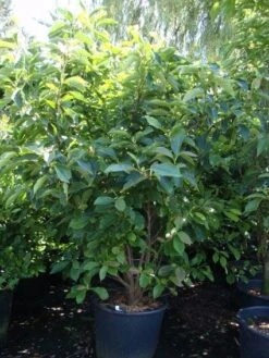 Beverboom (Magnolia Soulangeana) -OL Planten Winkel 20101217150923 10