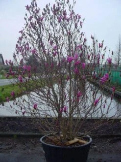 Beverboom, Struik (Magnolia Susan) -OL Planten Winkel 20101217151122 10