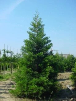 Mammoetboom (Sequoiadendron Giganteum) 21 Mammoetboom (Sequoiadendron Giganteum) -OL Planten Winkel 20101217160943 9