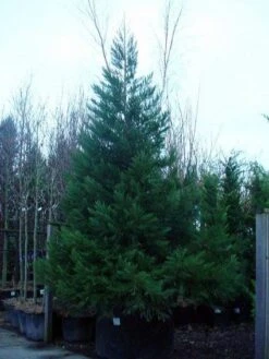Mammoetboom (Sequoiadendron Giganteum) 22 Mammoetboom (Sequoiadendron Giganteum) -OL Planten Winkel 20101217160956 8
