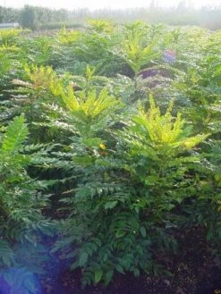 Mahoniestruik (Mahonia Media 'Winter Sun') -OL Planten Winkel 20101217162700 11