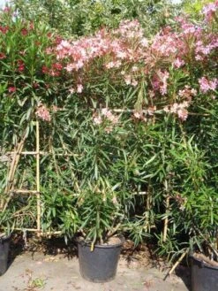Oleander Als Leivorm (Nerium Oleander) -OL Planten Winkel 20101220113705 1